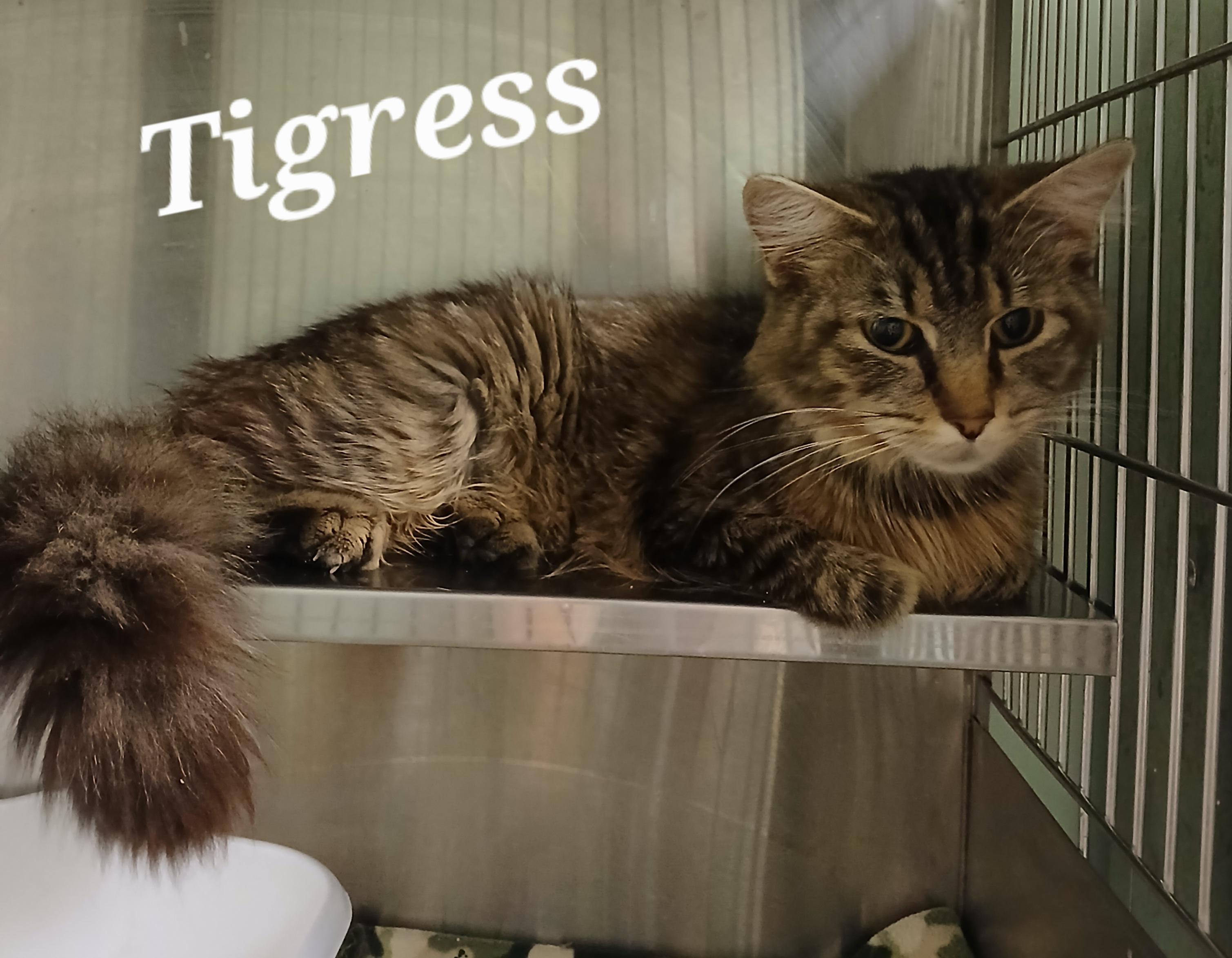 Tigress photo 2
