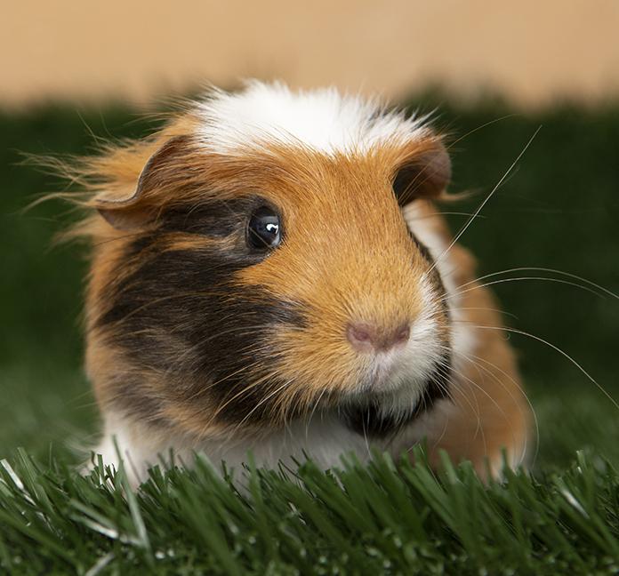 Enlarge Annabelle, an adopted Guinea Pig in Chicago, IL image 2/6