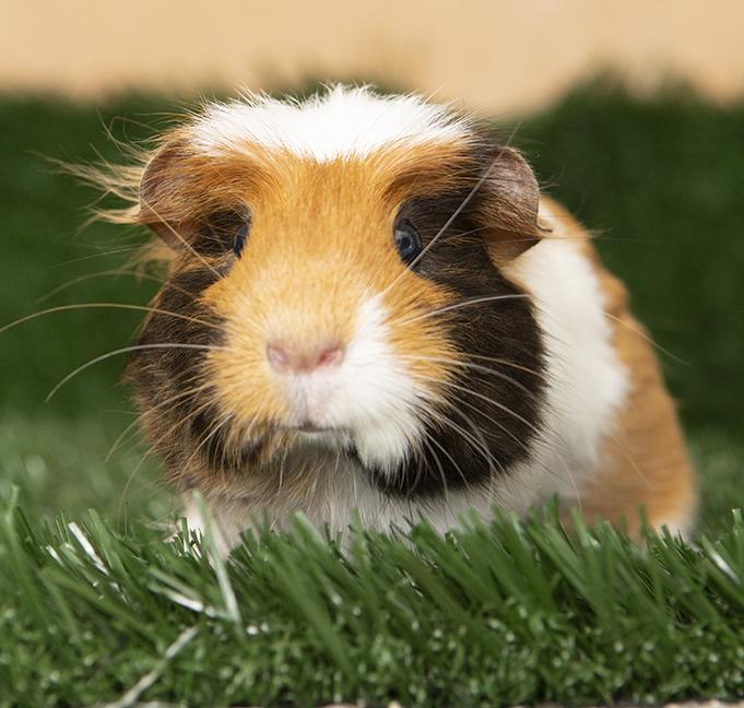 Enlarge Annabelle, an adopted Guinea Pig in Chicago, IL image 4/6