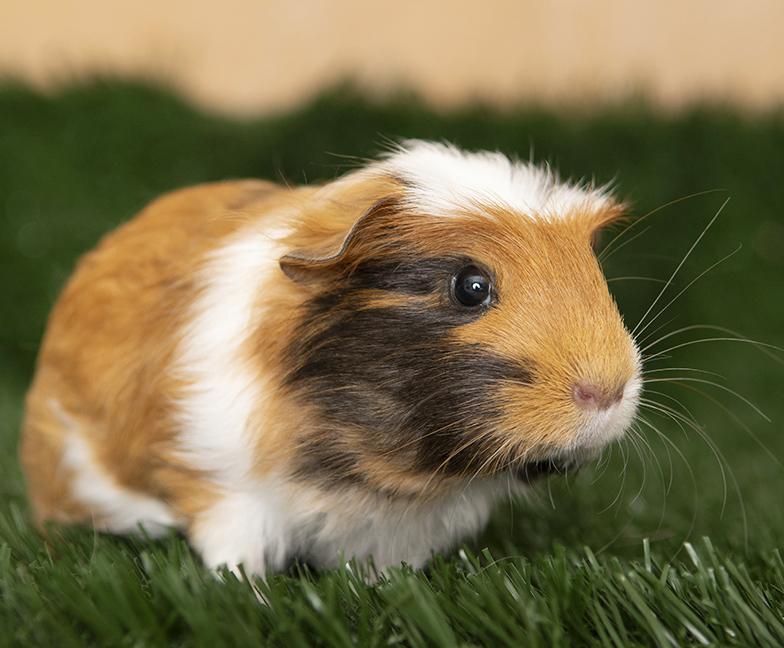 Annabelle, adopted, Baby Female Guinea Pig.