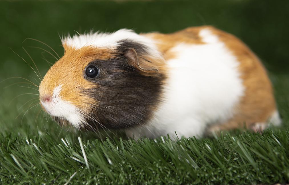 Enlarge Annabelle, an adopted Guinea Pig in Chicago, IL image 5/6