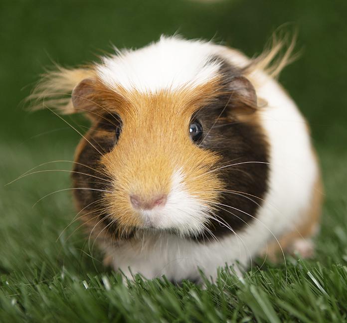 Enlarge Annabelle, an adopted Guinea Pig in Chicago, IL image 3/6