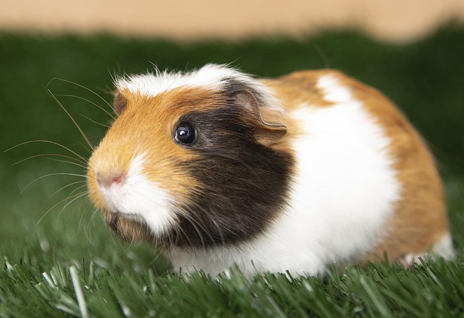 Enlarge Annabelle, an adopted Guinea Pig in Chicago, IL image 6/6