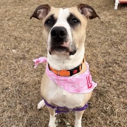 Princess, Adoptable, Adult Female Mixed Breed & Mixed Breed.