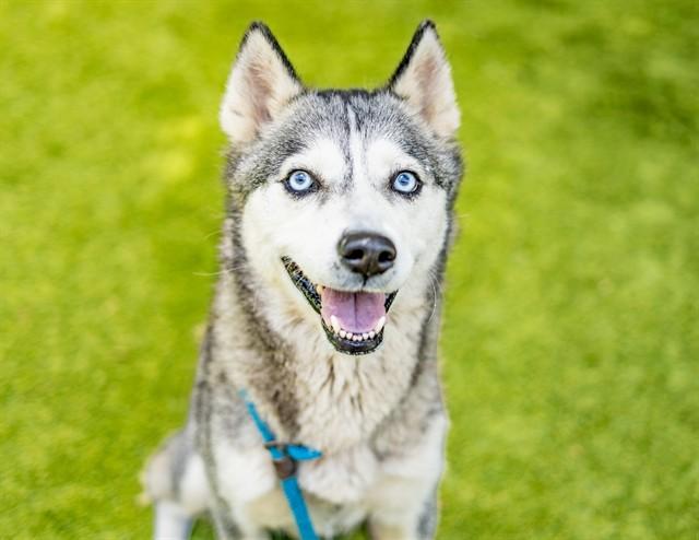 Enlarge JUNO, a Adoptable Siberian Husky in San Jose, CA image 1/1