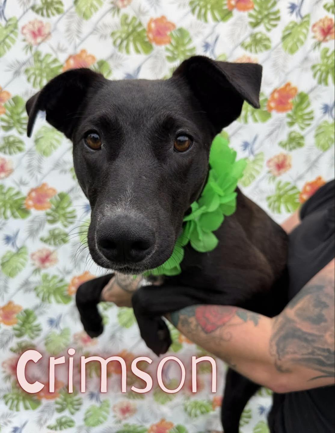 Crimson, Adoptable, Young Male Feist.
