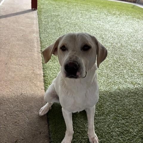 Dusty, a Adoptable mixed breed in Fayetteville, AR image 2/5