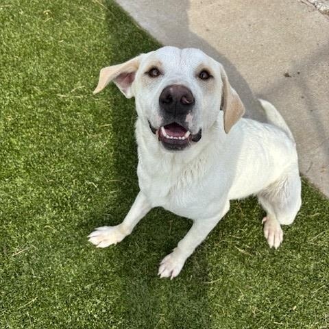 Dusty, a Adoptable mixed breed in Fayetteville, AR image 3/5