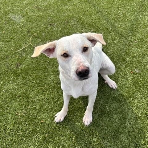 Dusty, a Adoptable mixed breed in Fayetteville, AR image 4/5