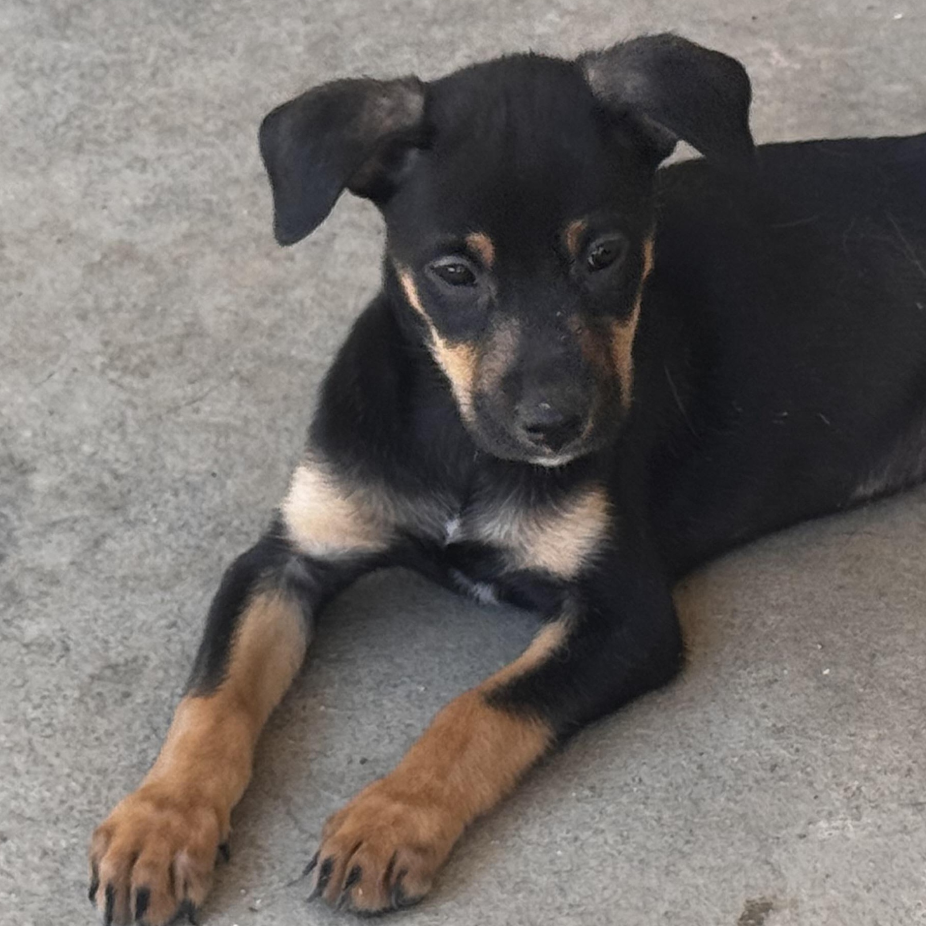 Enlarge Butterfly, a ADOPTABLE Doberman Pinscher in Van Nuys, CA image 4/5