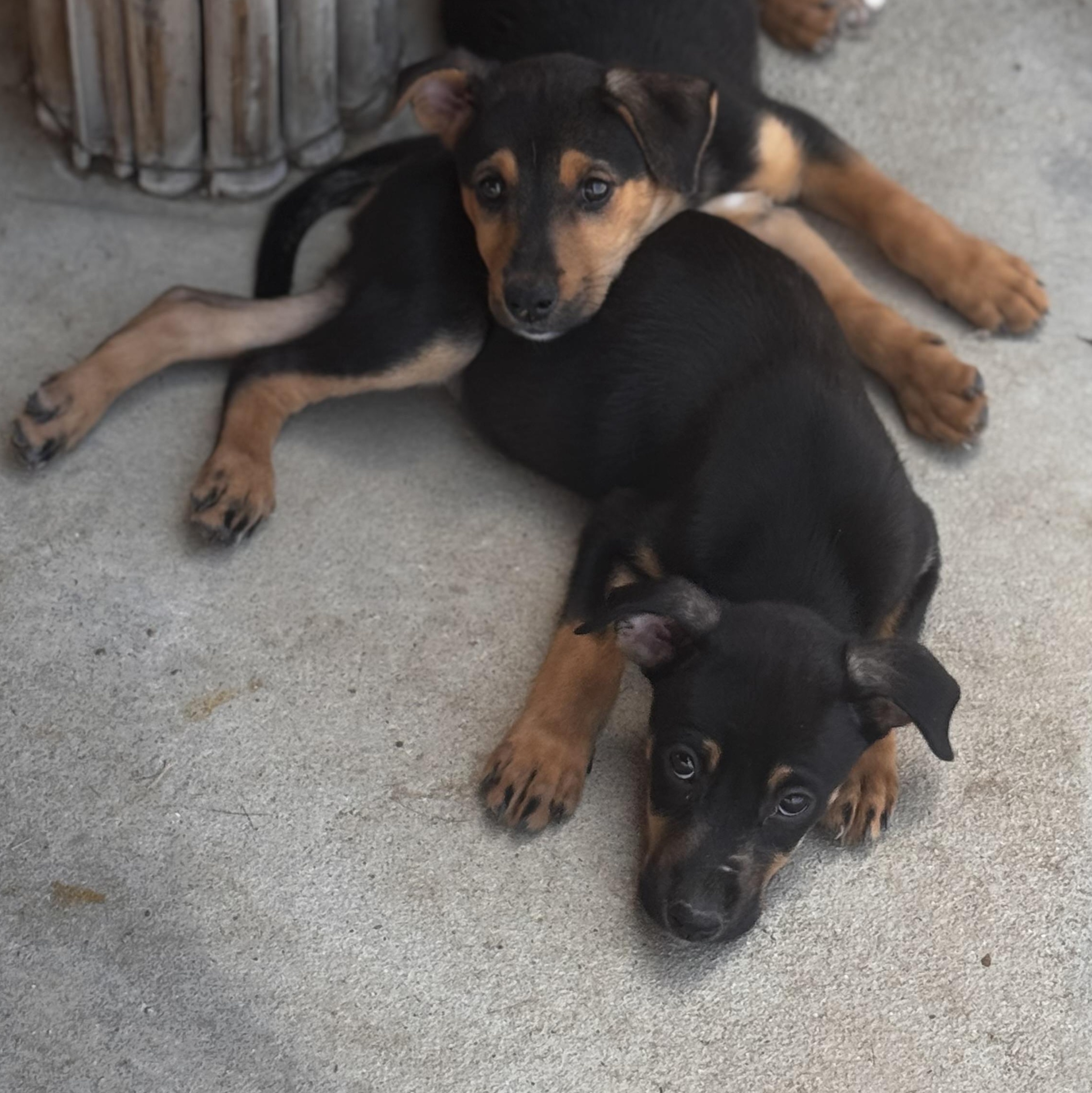 Enlarge Butterfly, a ADOPTABLE Doberman Pinscher in Van Nuys, CA image 3/5