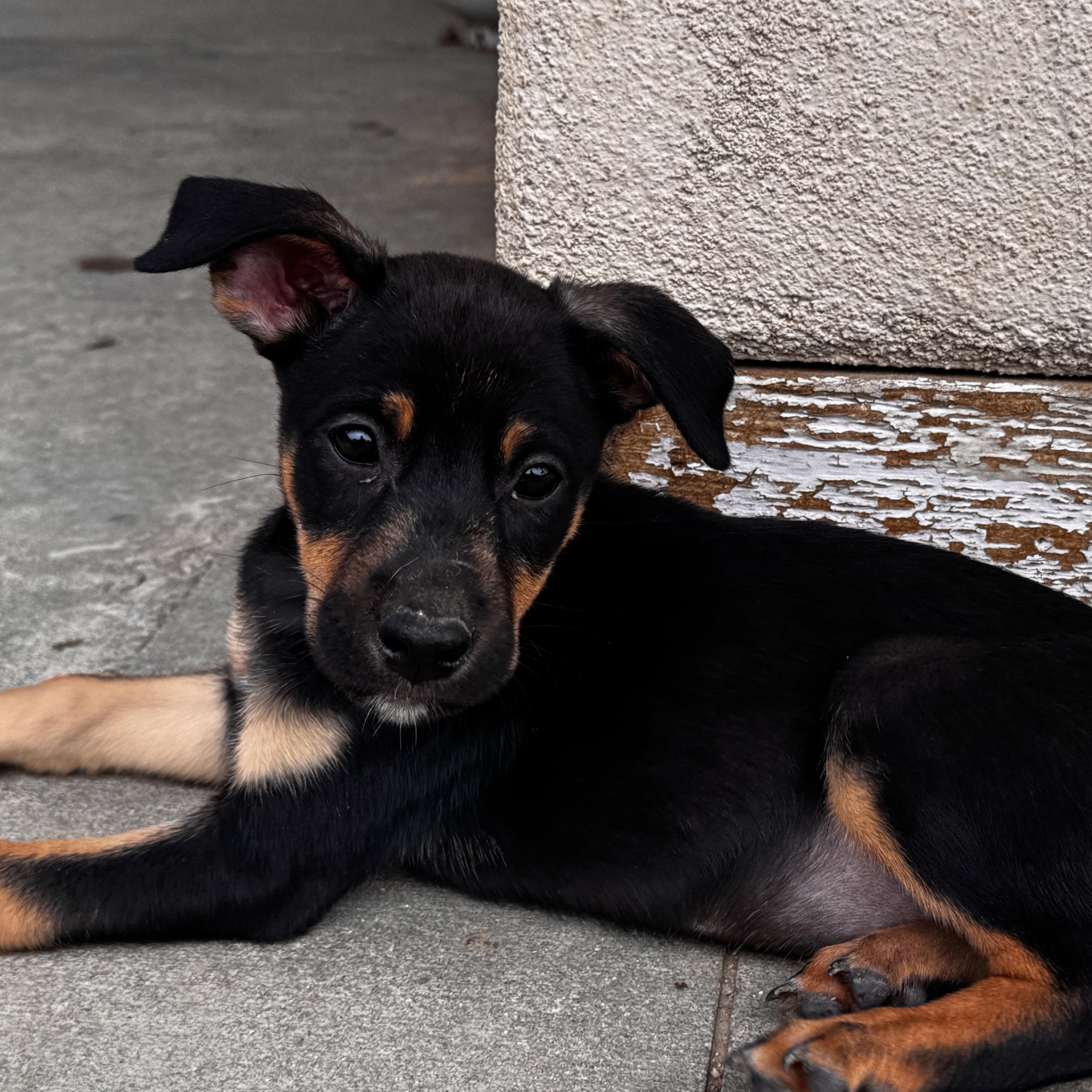 Enlarge Butterfly, a ADOPTABLE Doberman Pinscher in Van Nuys, CA image 1/5