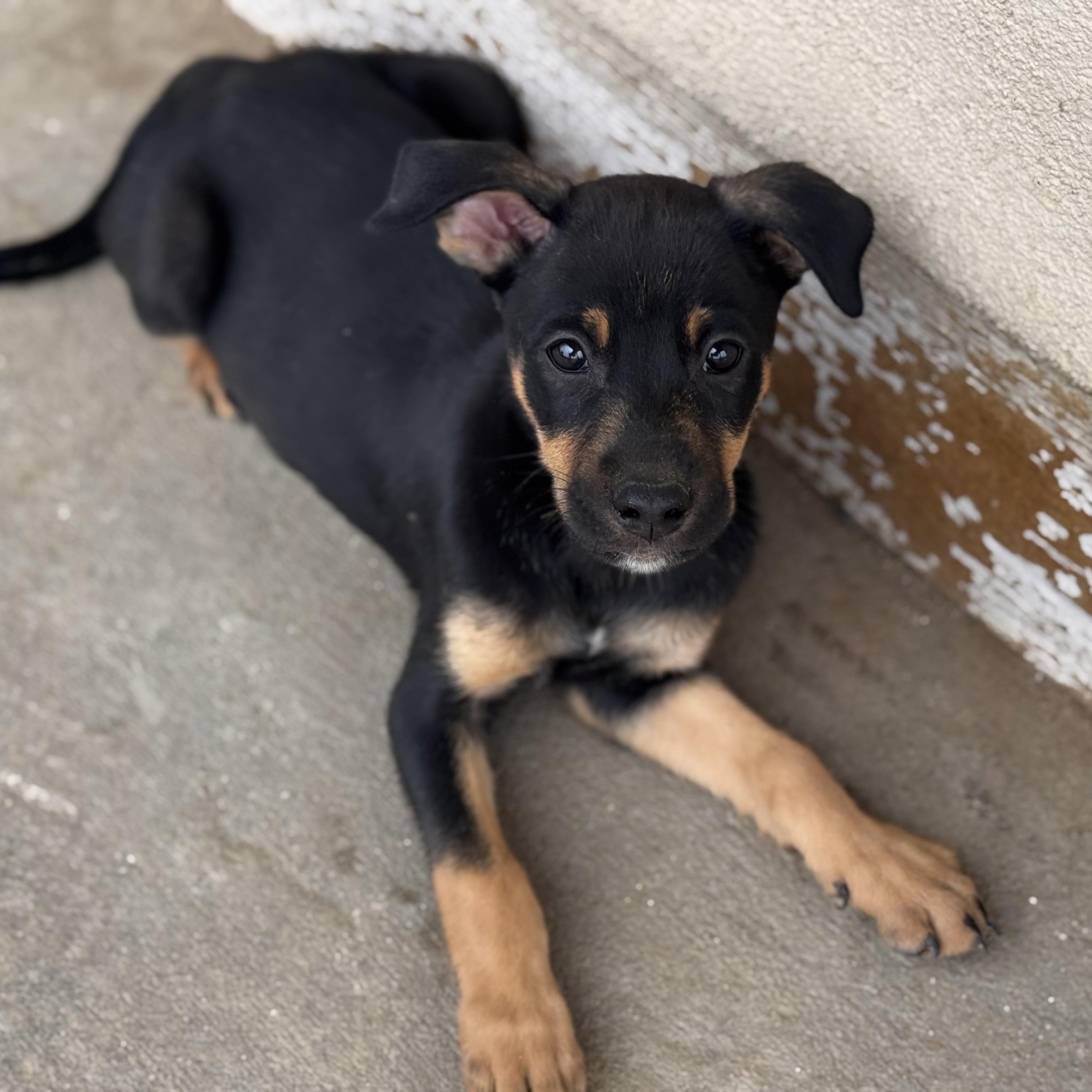 Enlarge Butterfly, a ADOPTABLE Doberman Pinscher in Van Nuys, CA image 2/5