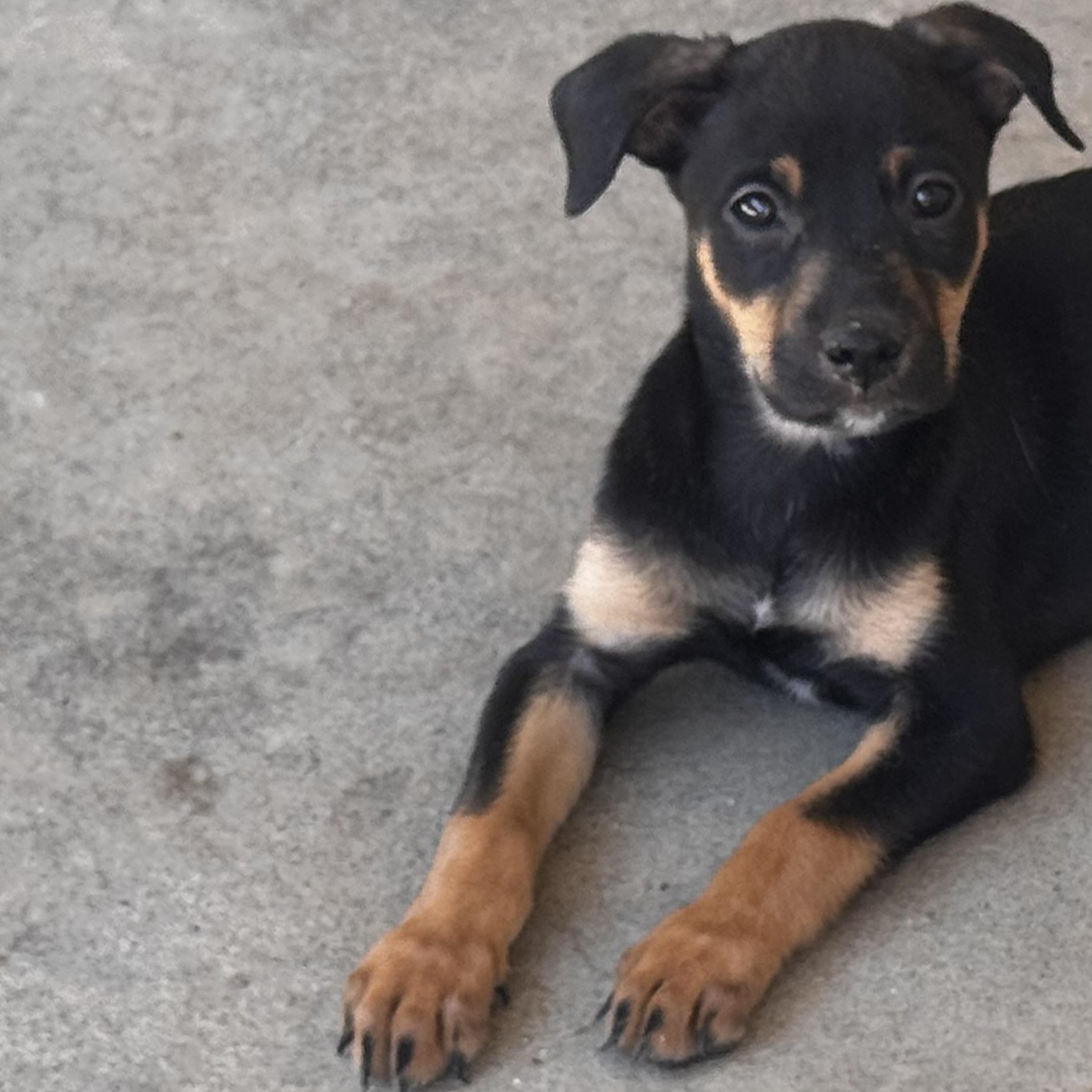 Enlarge Butterfly, a ADOPTABLE Doberman Pinscher in Van Nuys, CA image 5/5