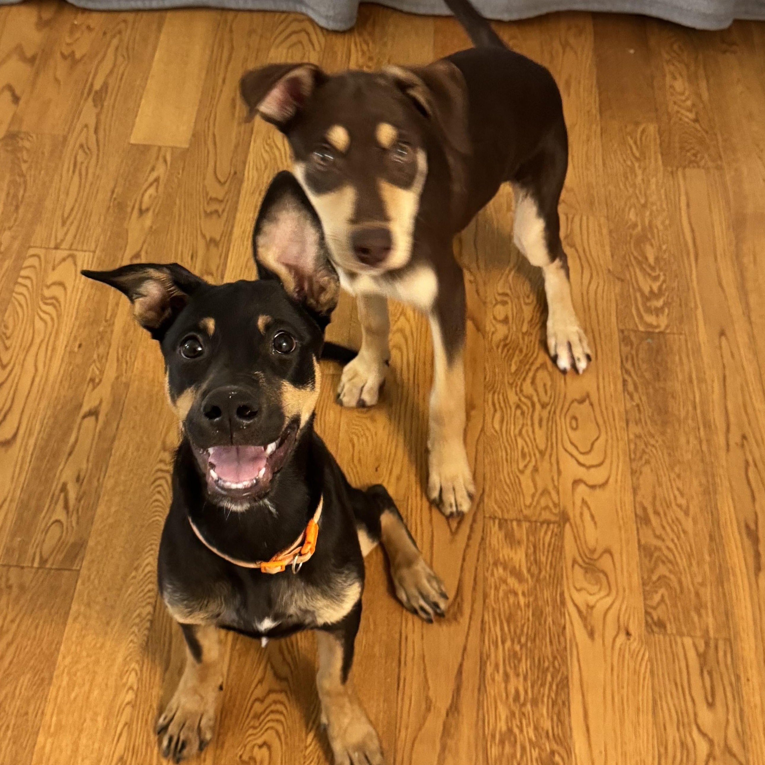 Enlarge Butterfly, a Adoptable Doberman Pinscher in Van Nuys, CA image 3/6