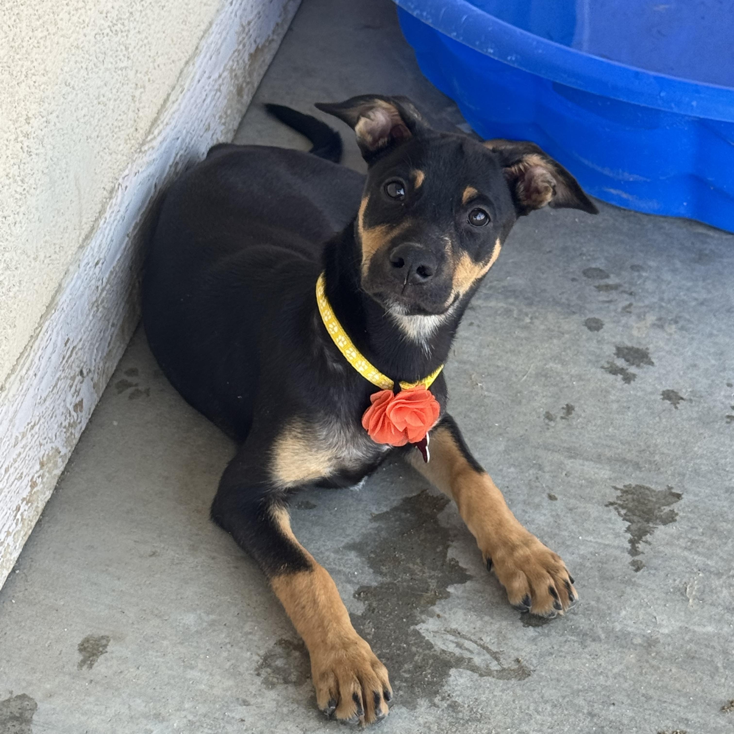 Butterfly, Adoptable, Puppy Female Doberman Pinscher.