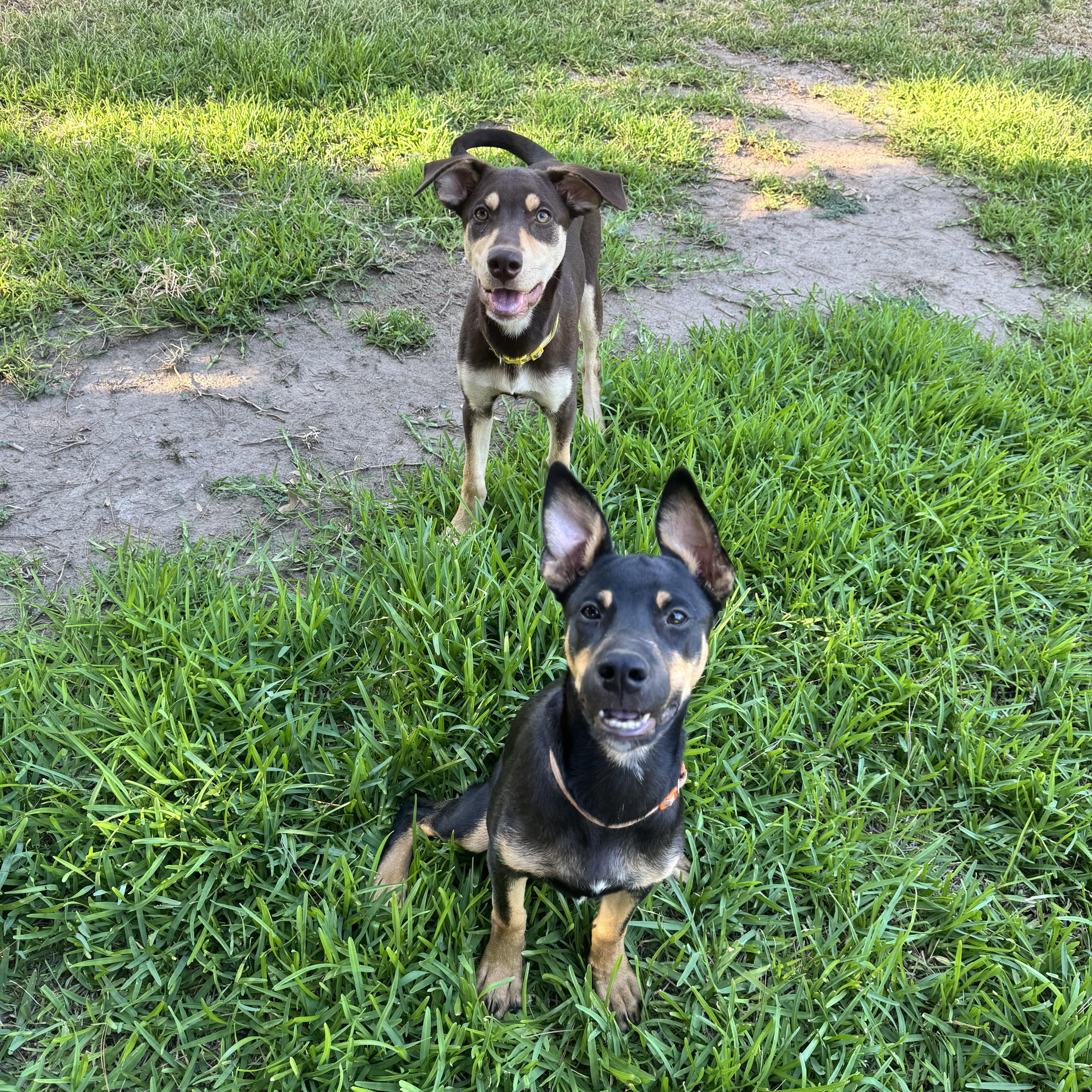 Enlarge Butterfly, a Adoptable Doberman Pinscher in Van Nuys, CA image 2/6