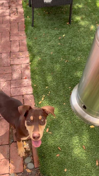 Enlarge Butterfly, a Adoptable Doberman Pinscher in Van Nuys, CA video 6/6
