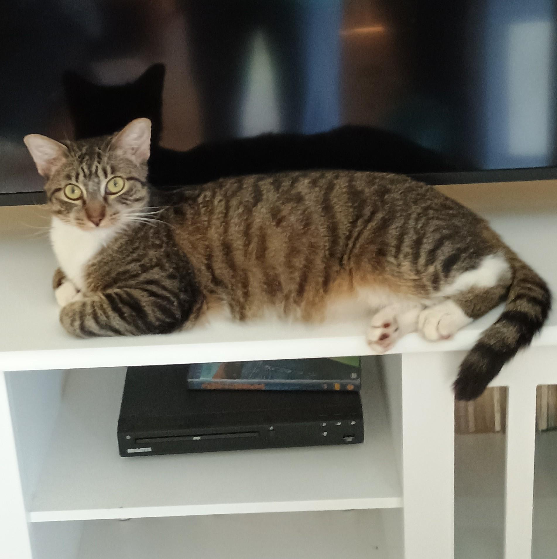 Tippy - super snuggly!