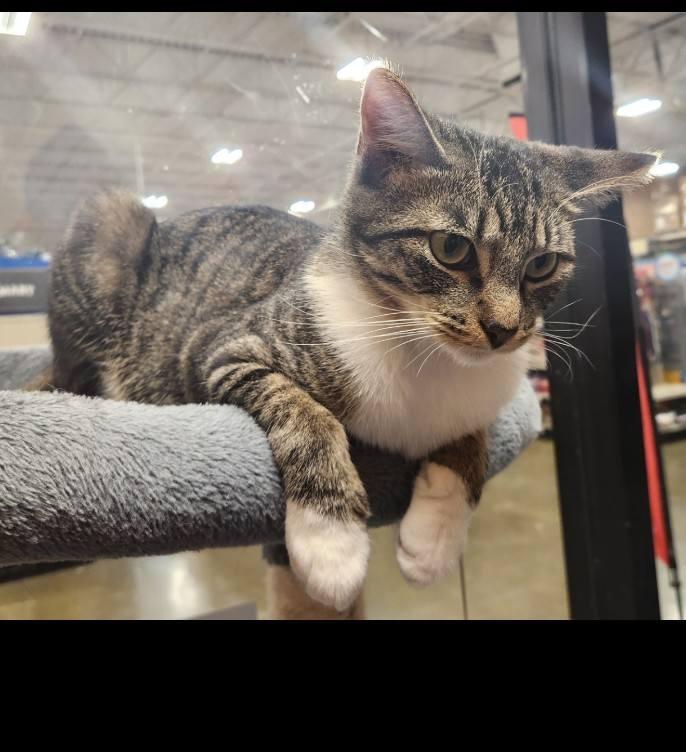 Tippy - super snuggly!