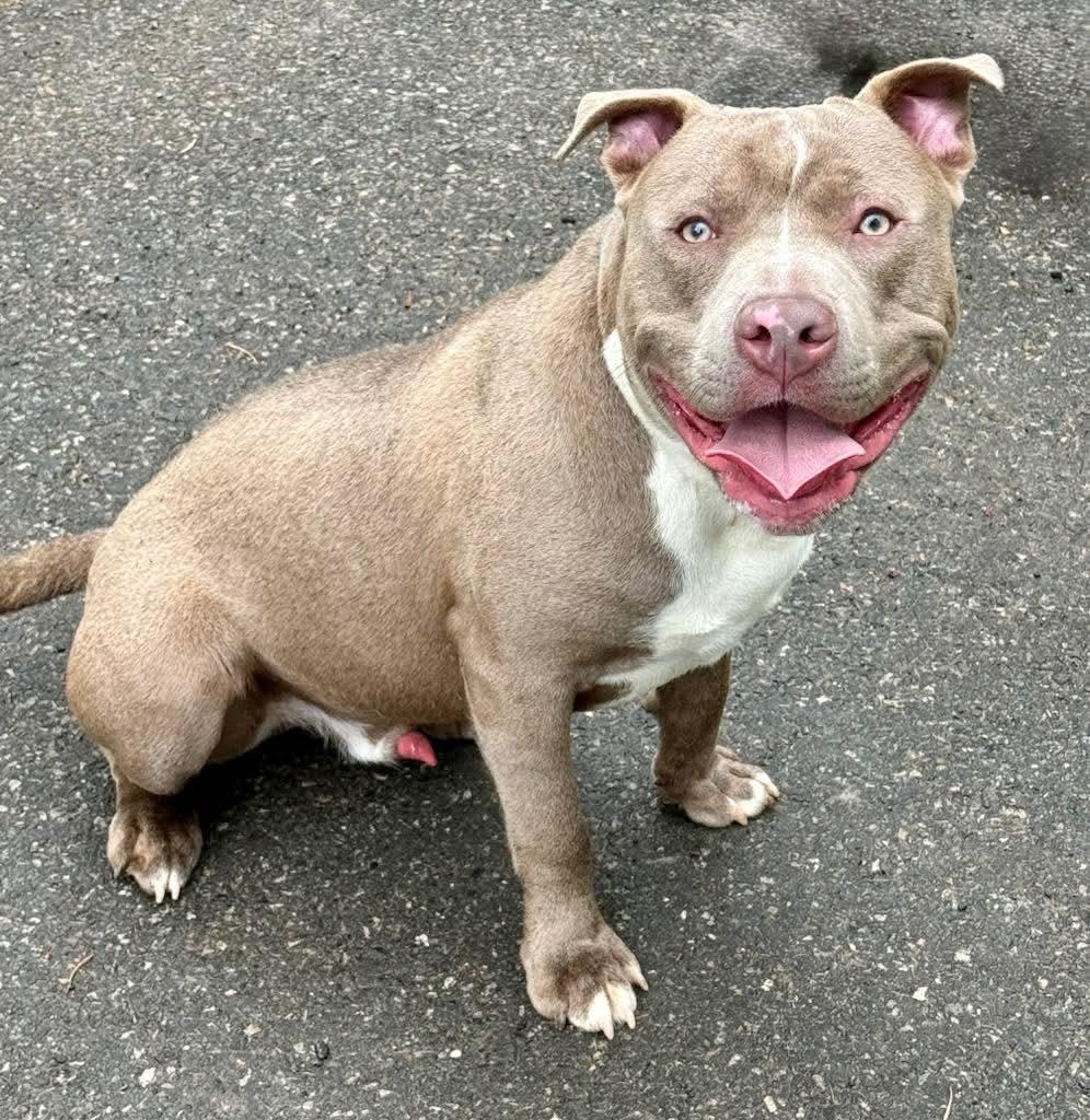 Enlarge Meatball, an adopted Pit Bull Terrier in Cranford, NJ image 1/5