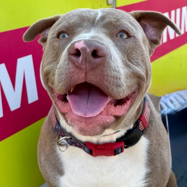 Enlarge Meatball, an adopted Pit Bull Terrier in Cranford, NJ image 2/5