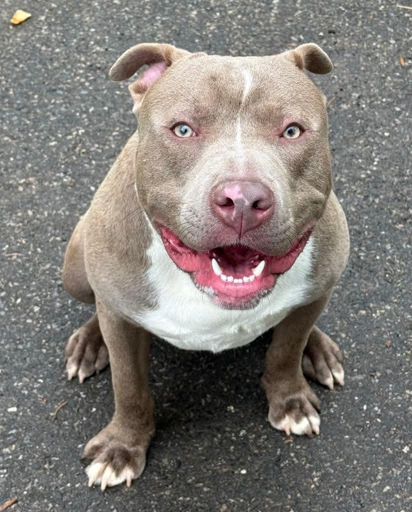 Enlarge Meatball, an adopted Pit Bull Terrier in Cranford, NJ image 3/5