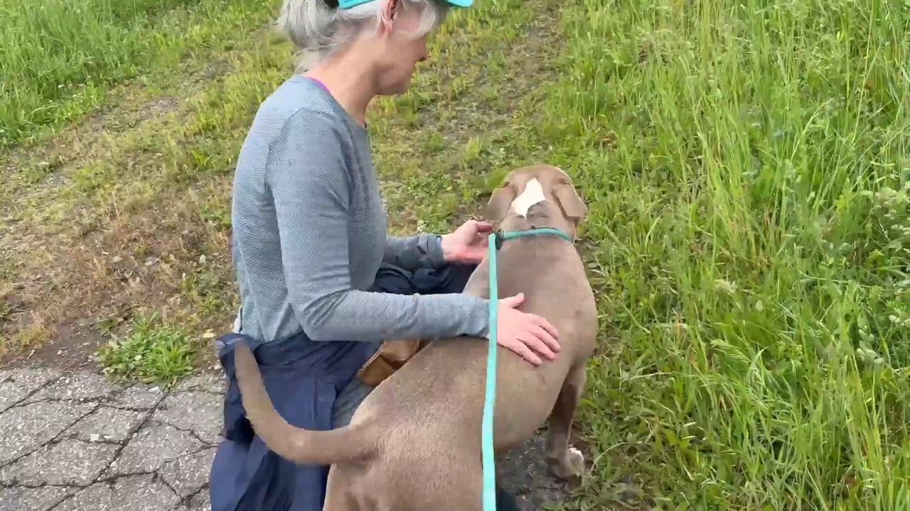 Enlarge Meatball, an adopted Pit Bull Terrier in Cranford, NJ video 4/5