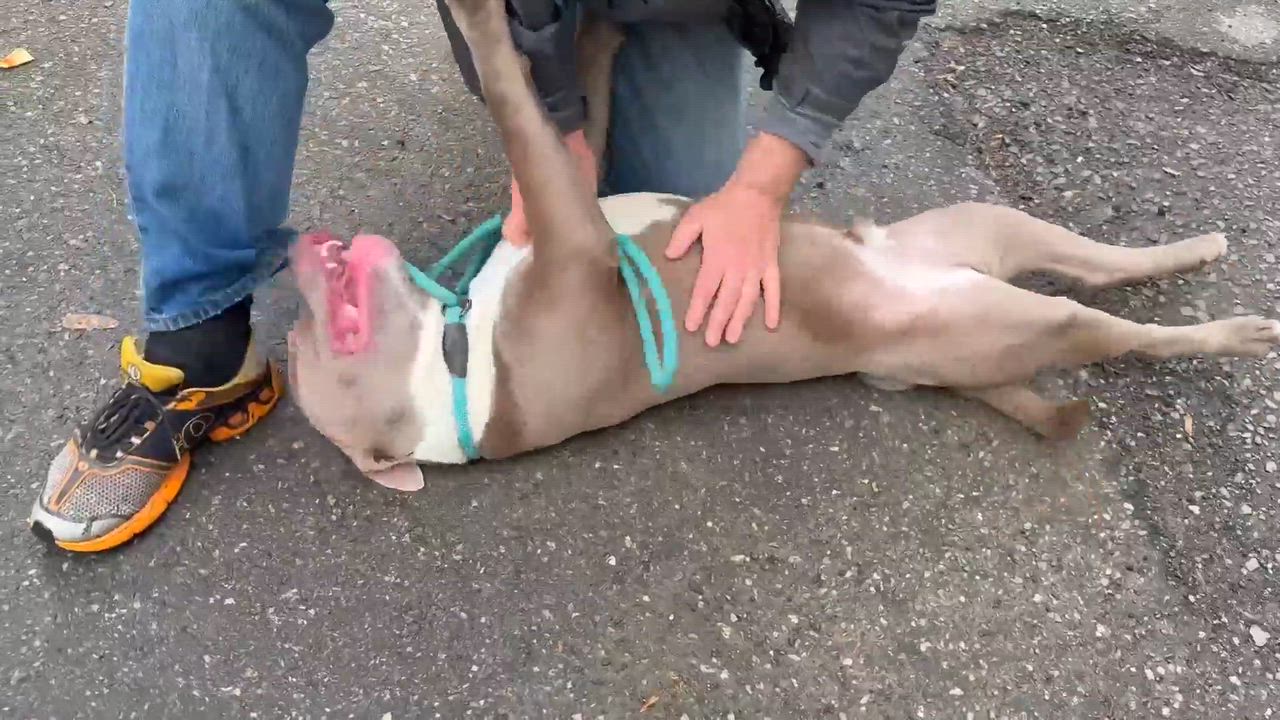 Enlarge Meatball, an adopted Pit Bull Terrier in Cranford, NJ video 5/5