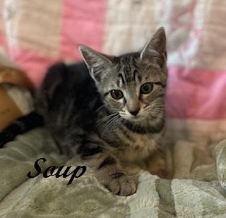Soup - gorgeous marble tabby is super friendly, runs up to you, and loves attention