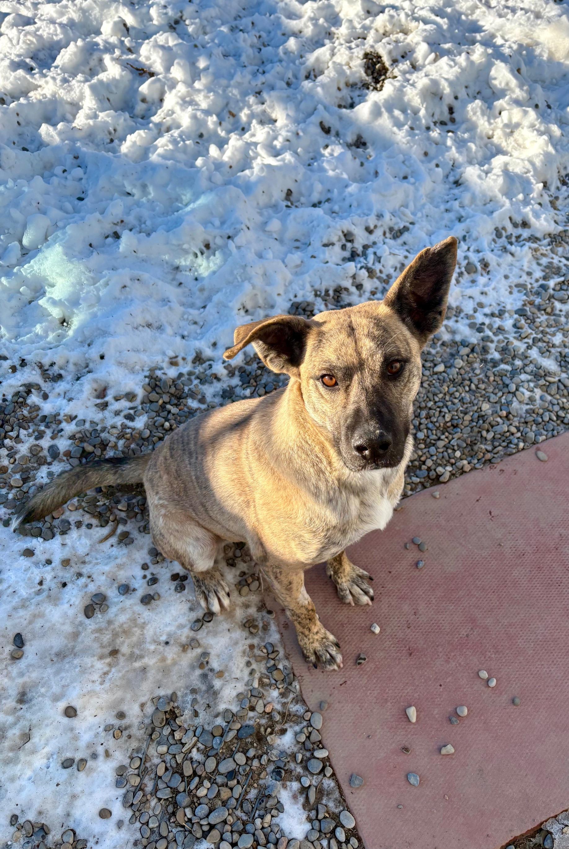 Brandy, a Adoptable mixed breed in Bonnyville, AB image 1/3