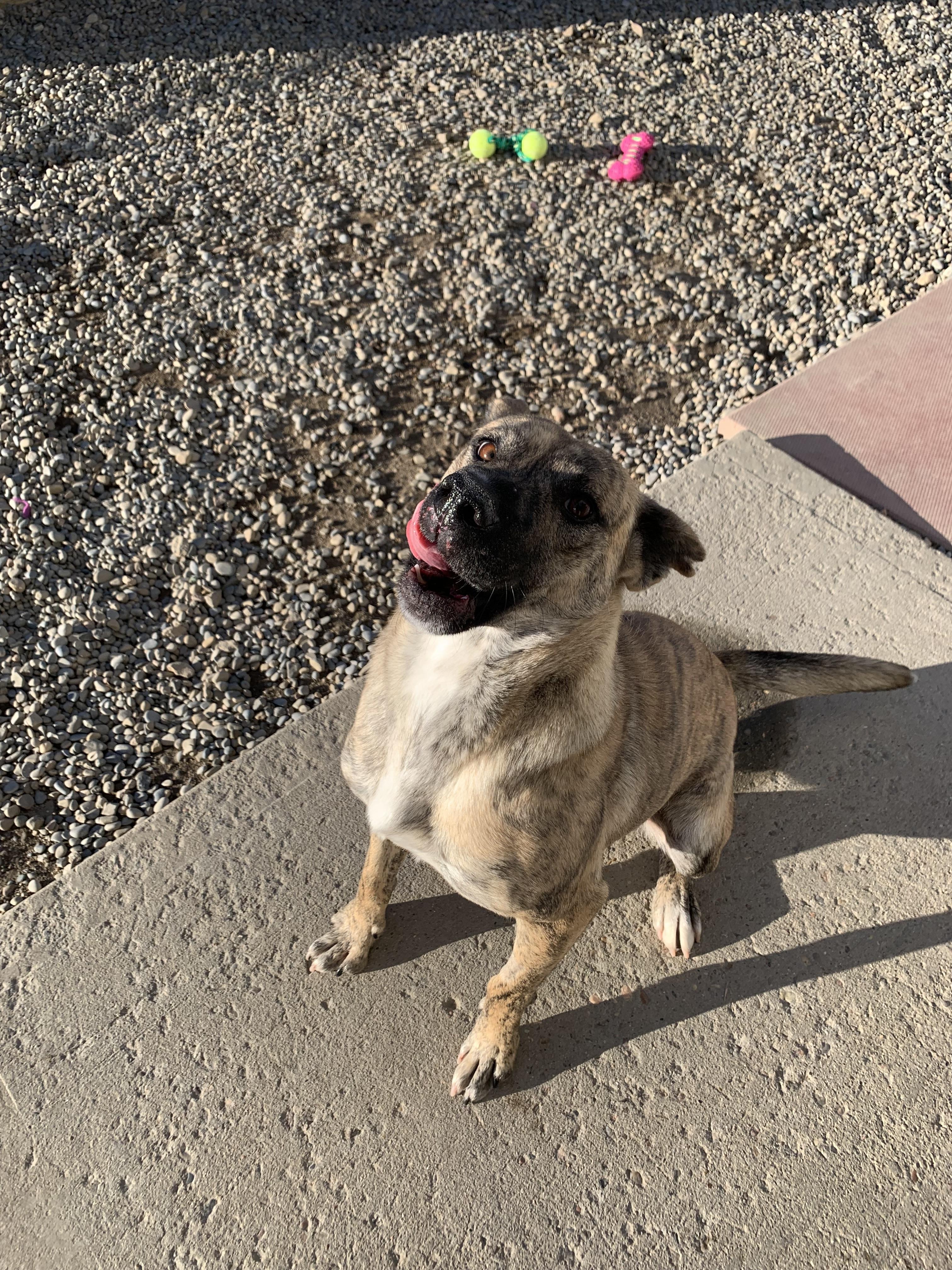 Brandy, Adoptable, Adult Female Black Mouth Cur.