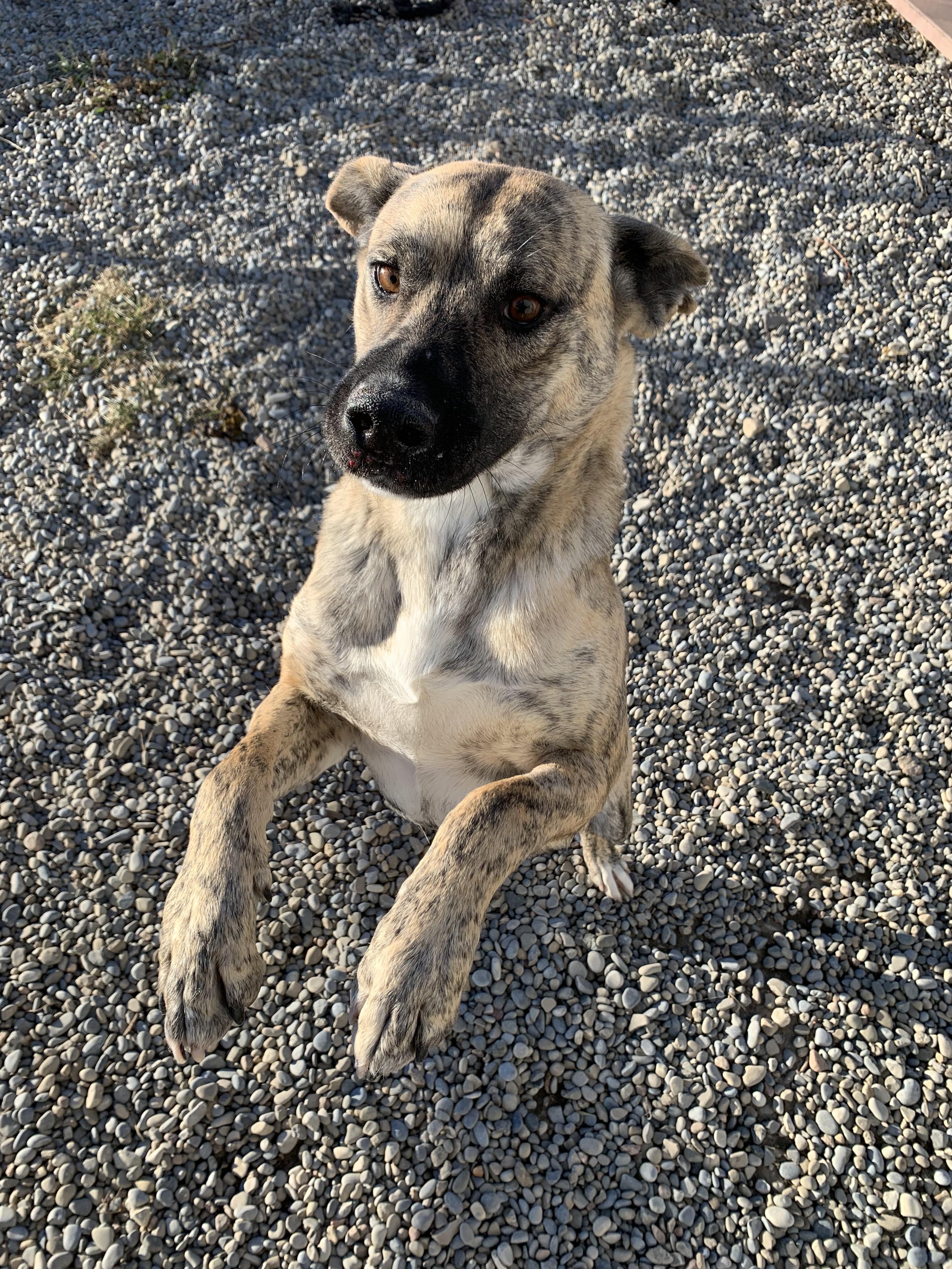 Brandy, a Adoptable mixed breed in Bonnyville, AB image 3/3