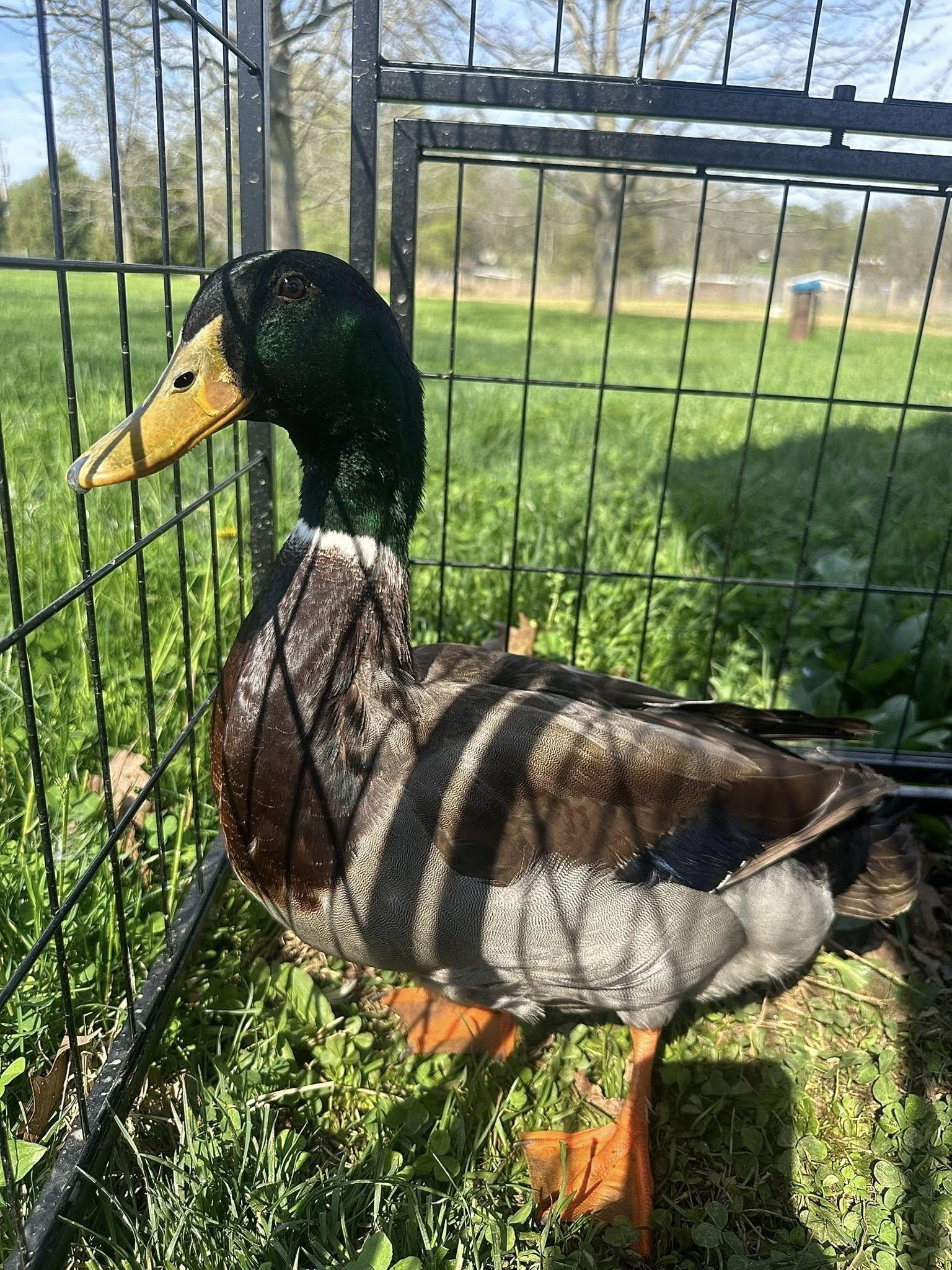 Briar, ADOPTABLE, Adult Male Duck.