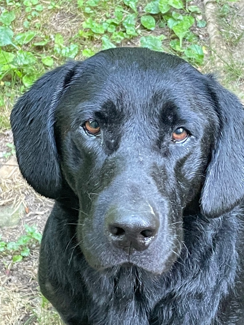 Jensen, Adoptable, Young Male Black Labrador Retriever & Hound.