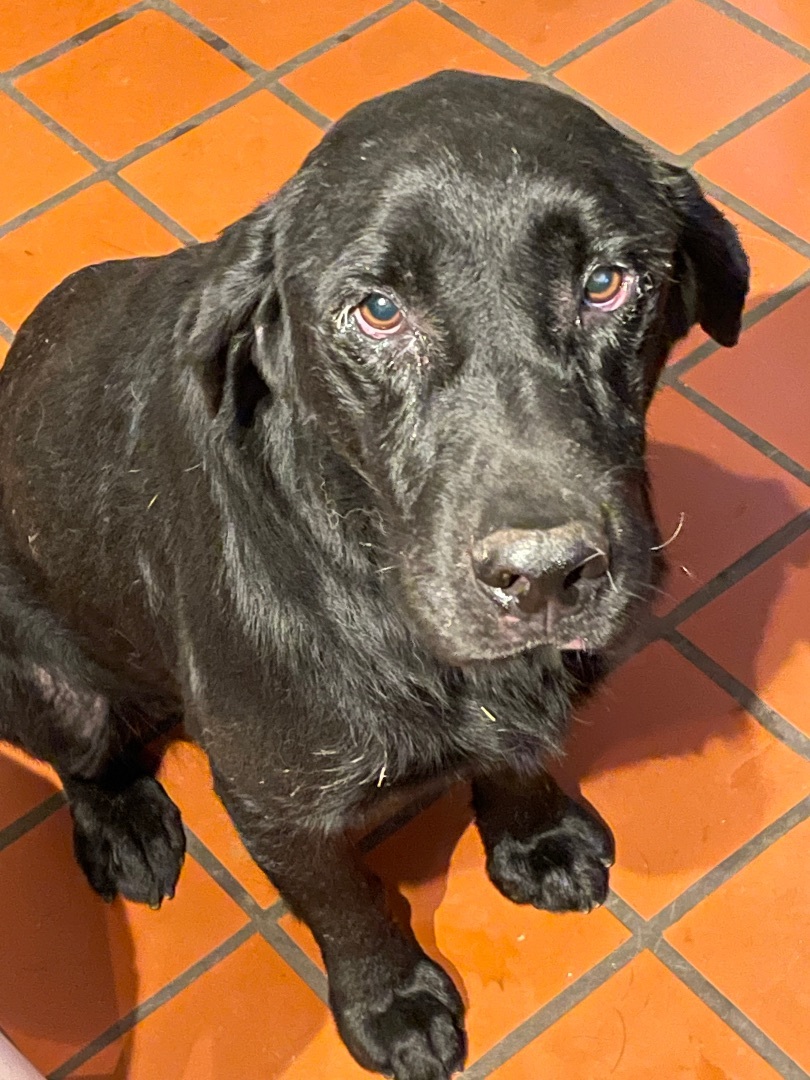 Jensen, a Adoptable mixed breed in South Pittsburg, TN image 2/6