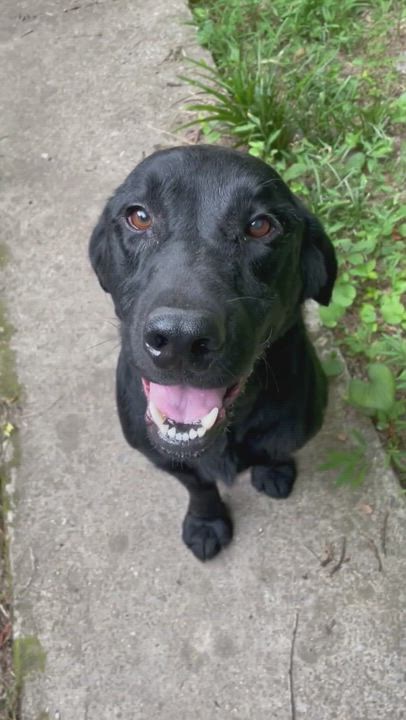 Enlarge Jensen, a Adoptable mixed breed in South Pittsburg, TN video 6/6