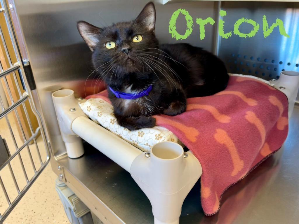Enlarge Orion, a Adoptable mixed breed in West Union, OH image 1/3