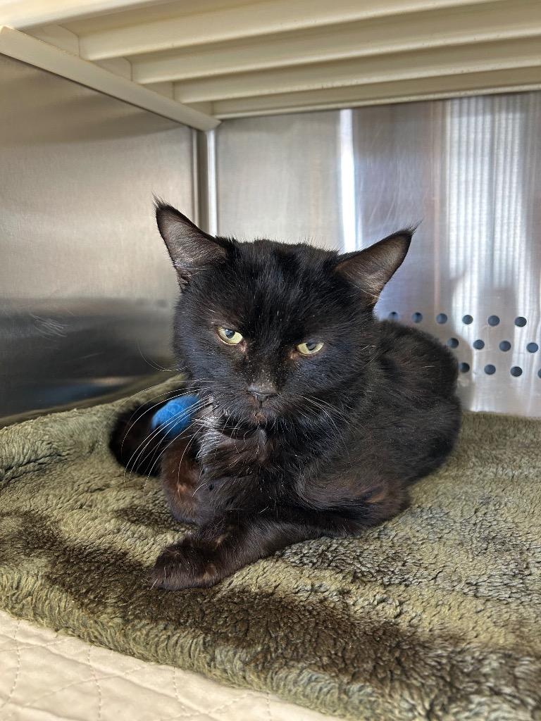 Orion, Adoptable, Adult Male Domestic Short Hair.