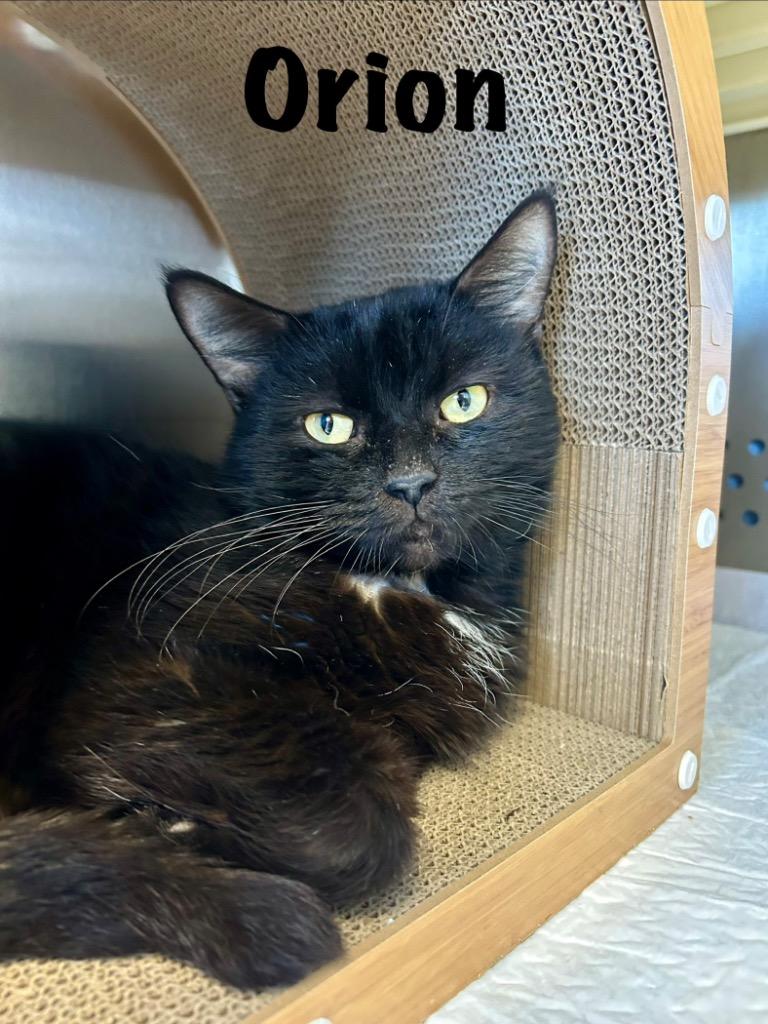 Enlarge Orion, a Adoptable mixed breed in West Union, OH image 2/2