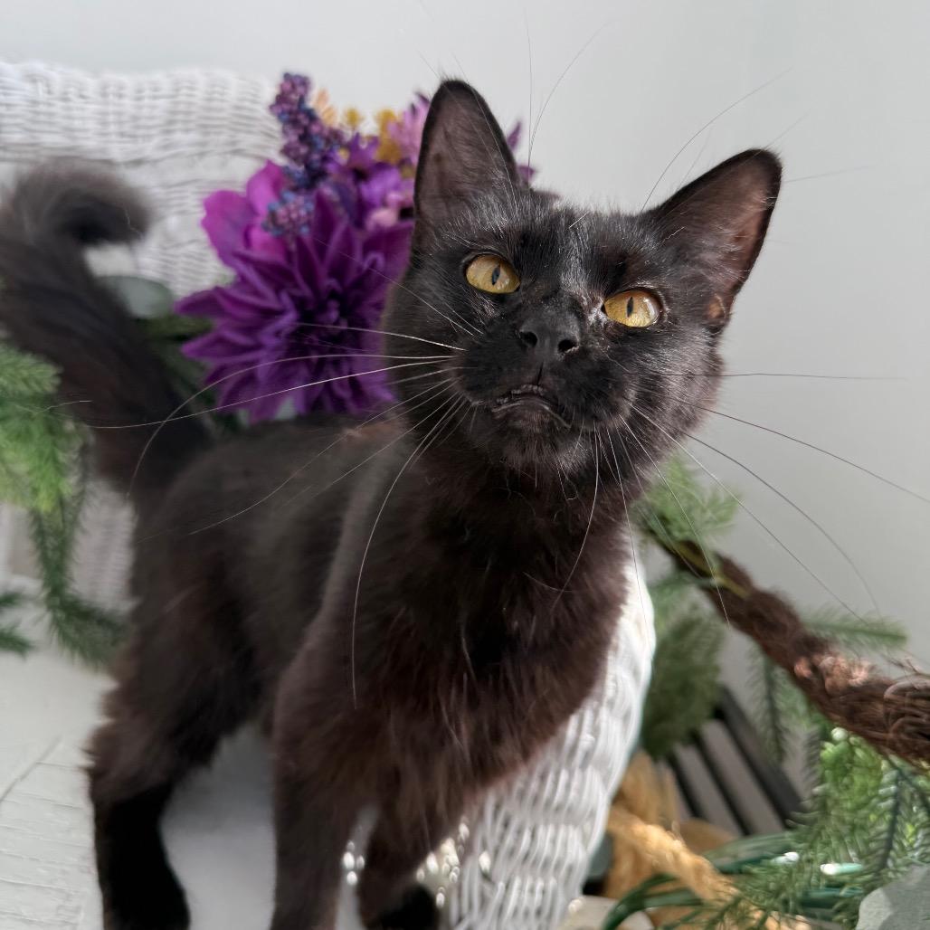 Poppy Honeywell 56269, Adoptable, Young Female Domestic Long Hair.