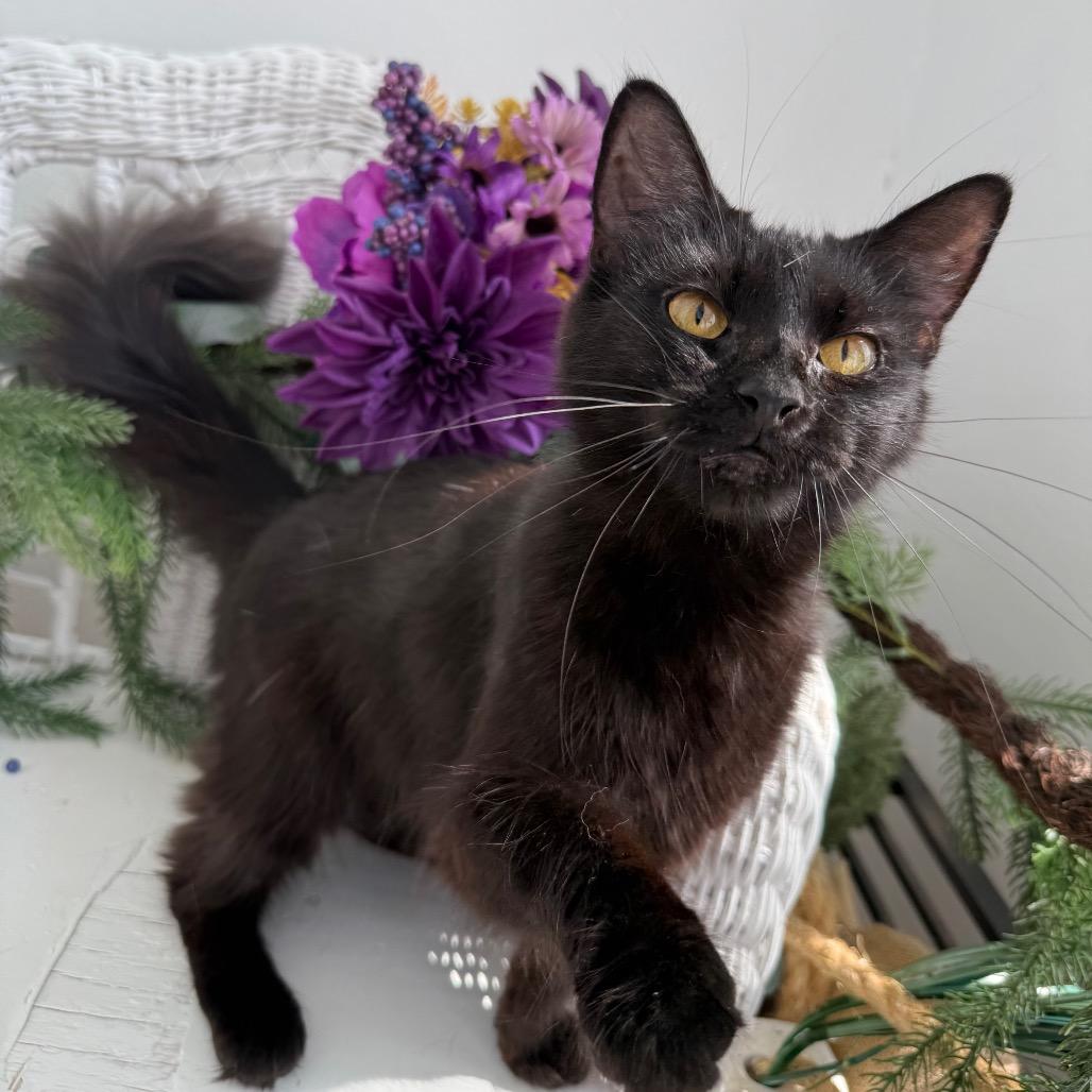 Enlarge Poppy Honeywell 56269, a Adoptable Domestic Long Hair in Lansing, MI image 3/6