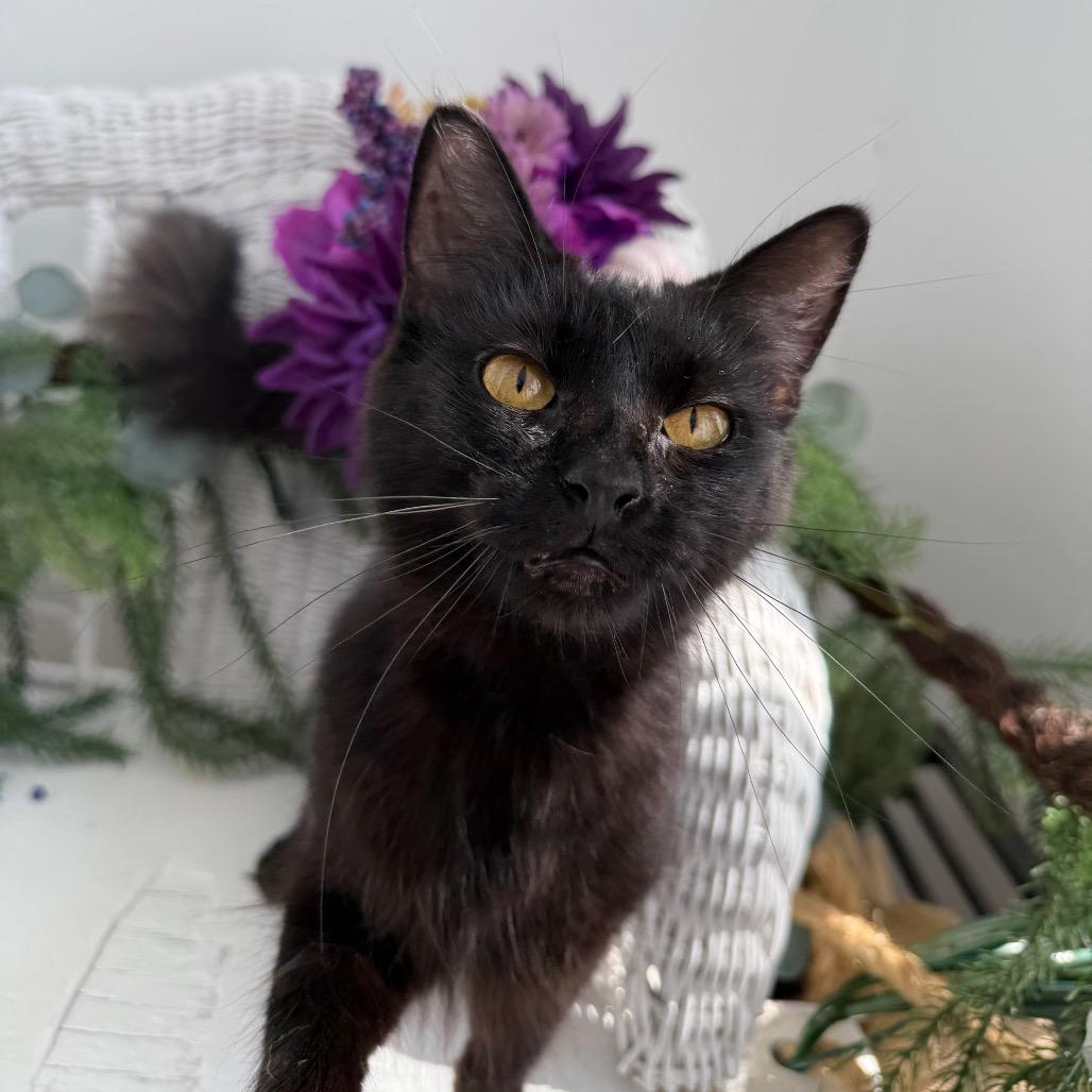 Enlarge Poppy Honeywell 56269, a Adoptable Domestic Long Hair in Lansing, MI image 4/6