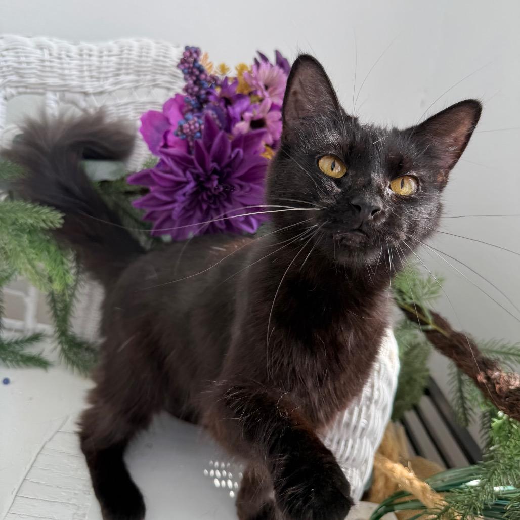 Enlarge Poppy Honeywell 56269, a Adoptable Domestic Long Hair in Lansing, MI image 5/6