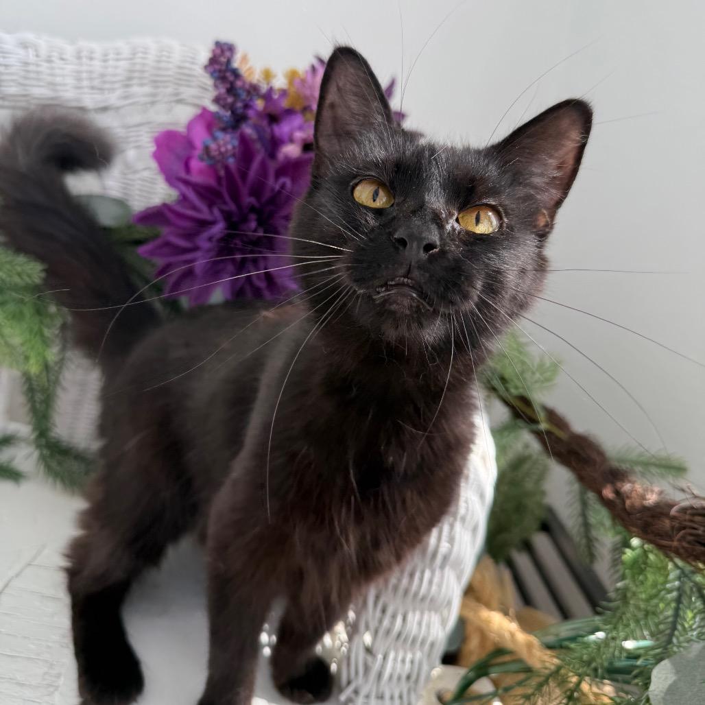 Enlarge Poppy Honeywell 56269, a Adoptable Domestic Long Hair in Lansing, MI image 2/6