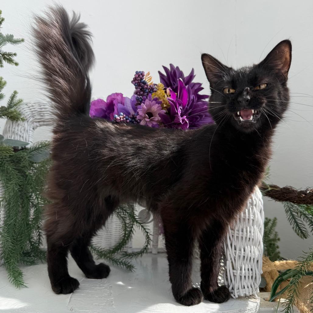 Enlarge Poppy Honeywell 56269, a Adoptable Domestic Long Hair in Lansing, MI image 6/6
