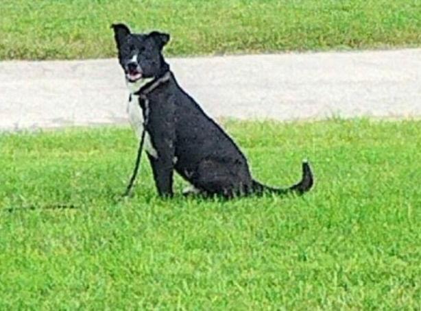 CHANCE, Adoptable, Adult Male American Bulldog & Labrador Retriever.