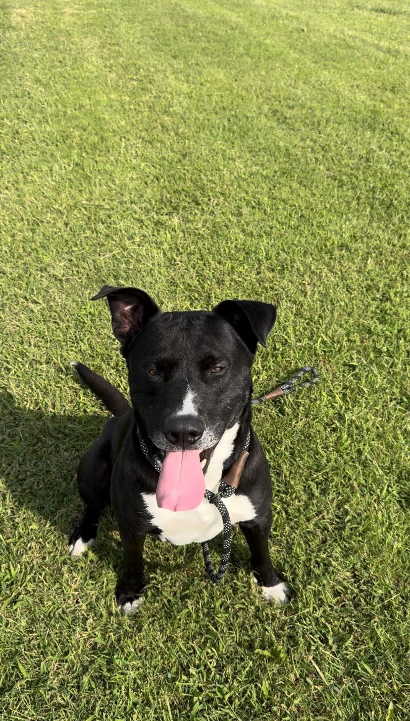 CHANCE, a Adoptable mixed breed in Pryor, OK image 3/3