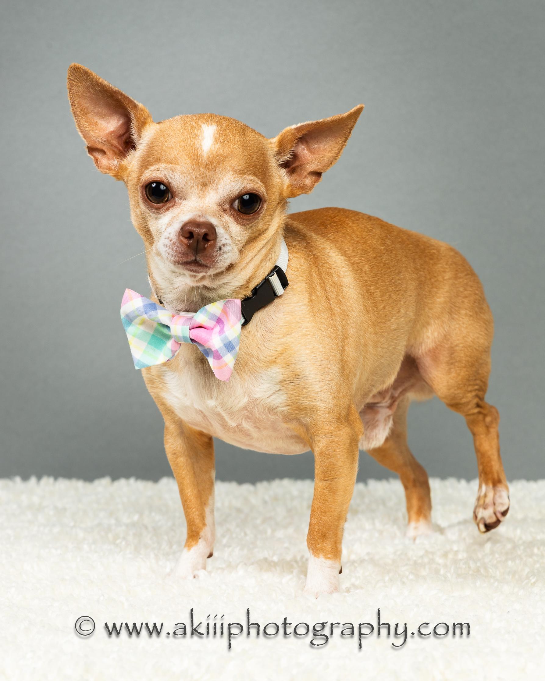 Enlarge Patrick - Experienced Adopter Recommended, a ADOPTABLE Chihuahua in Plano, TX image 4/6