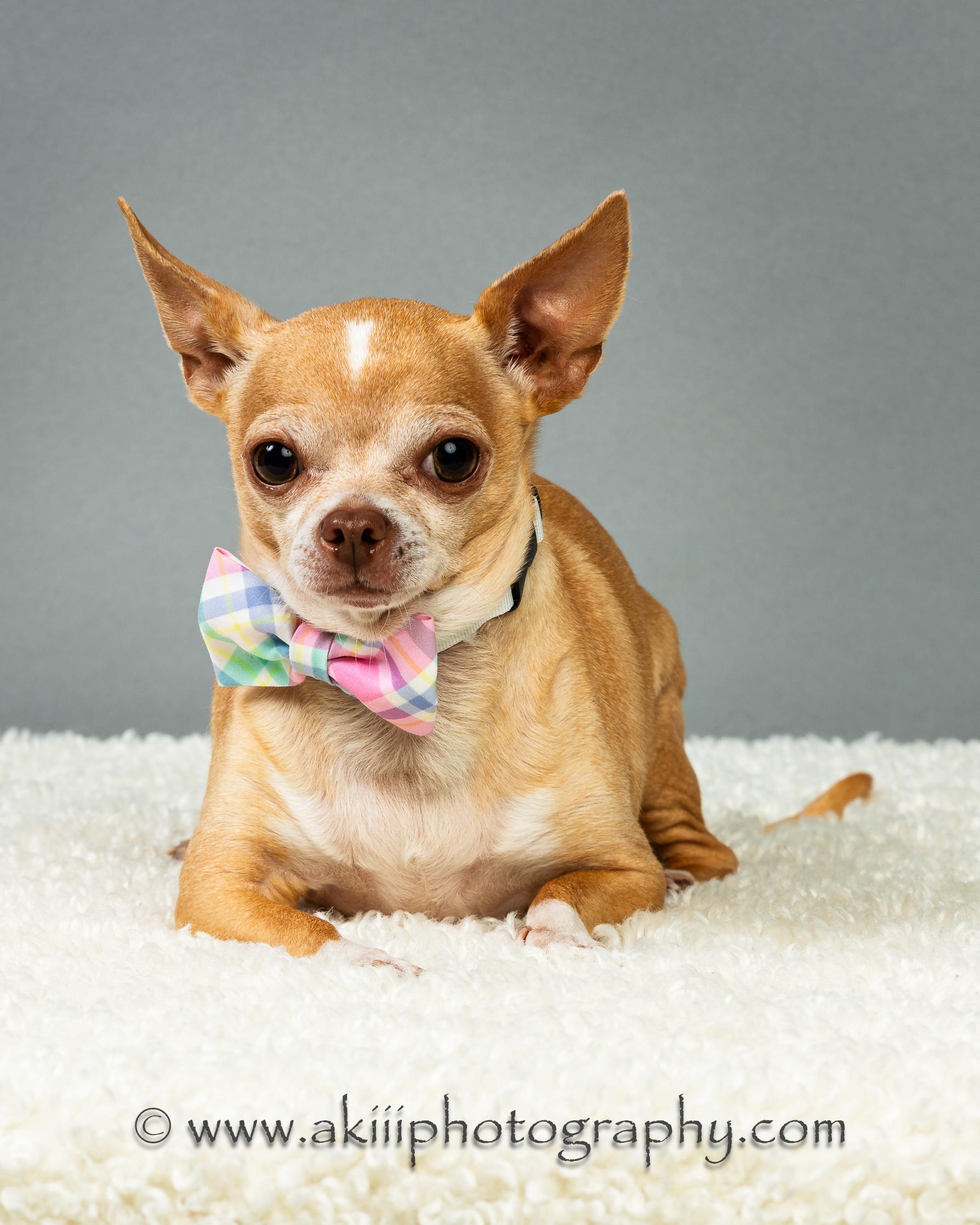 Enlarge Patrick - Experienced Adopter Recommended, a ADOPTABLE Chihuahua in Plano, TX image 3/6
